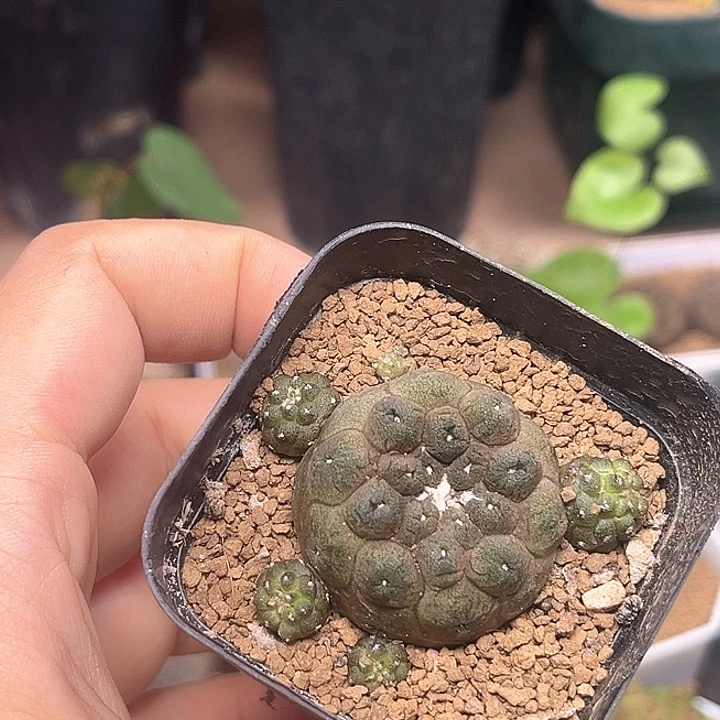 蜥蜴皮群一颗一颗