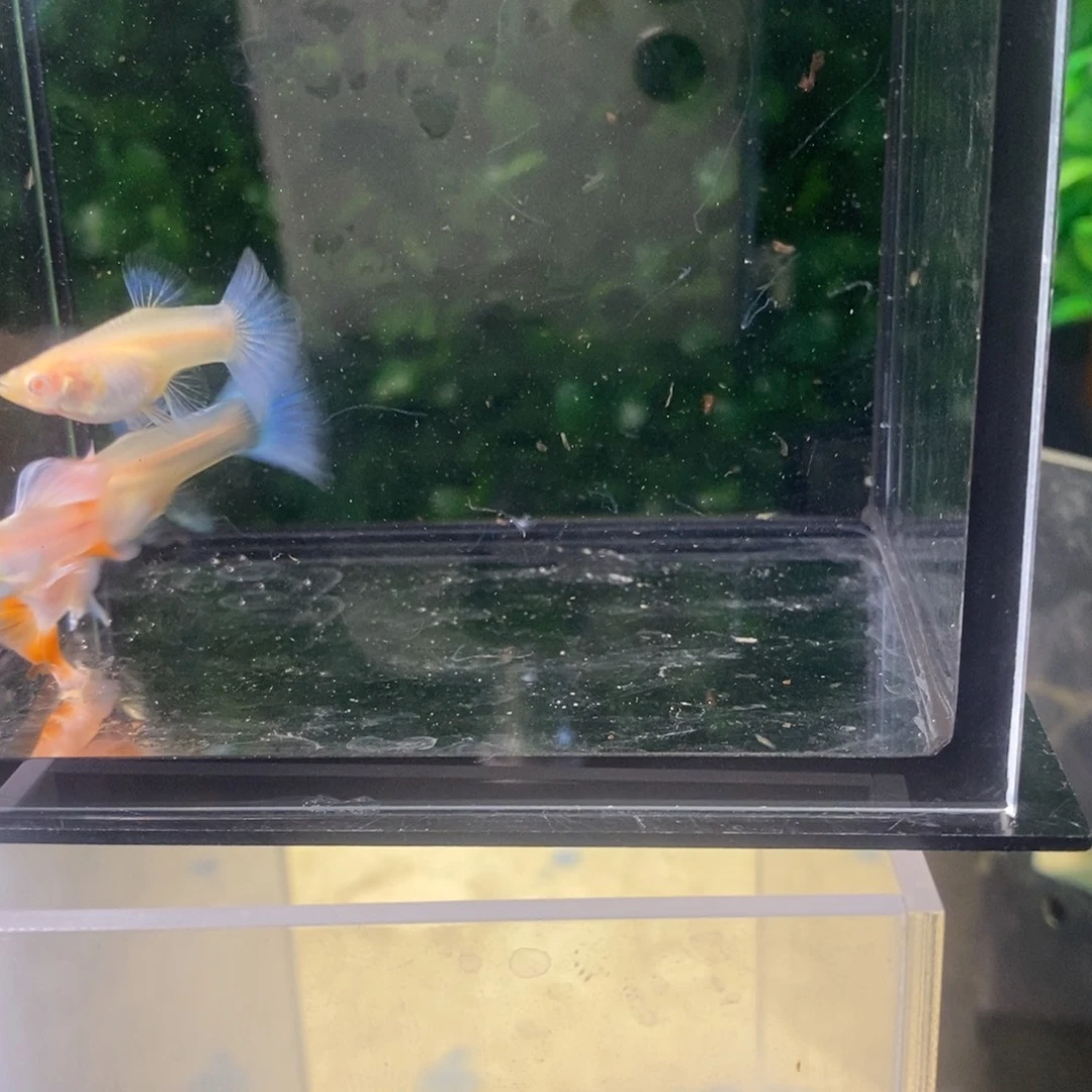 孔雀鱼紫白跑红两对