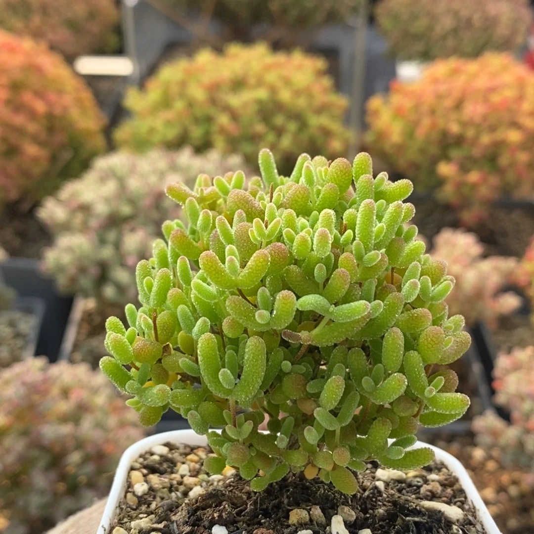 蜜橘糖球8822枝干番杏