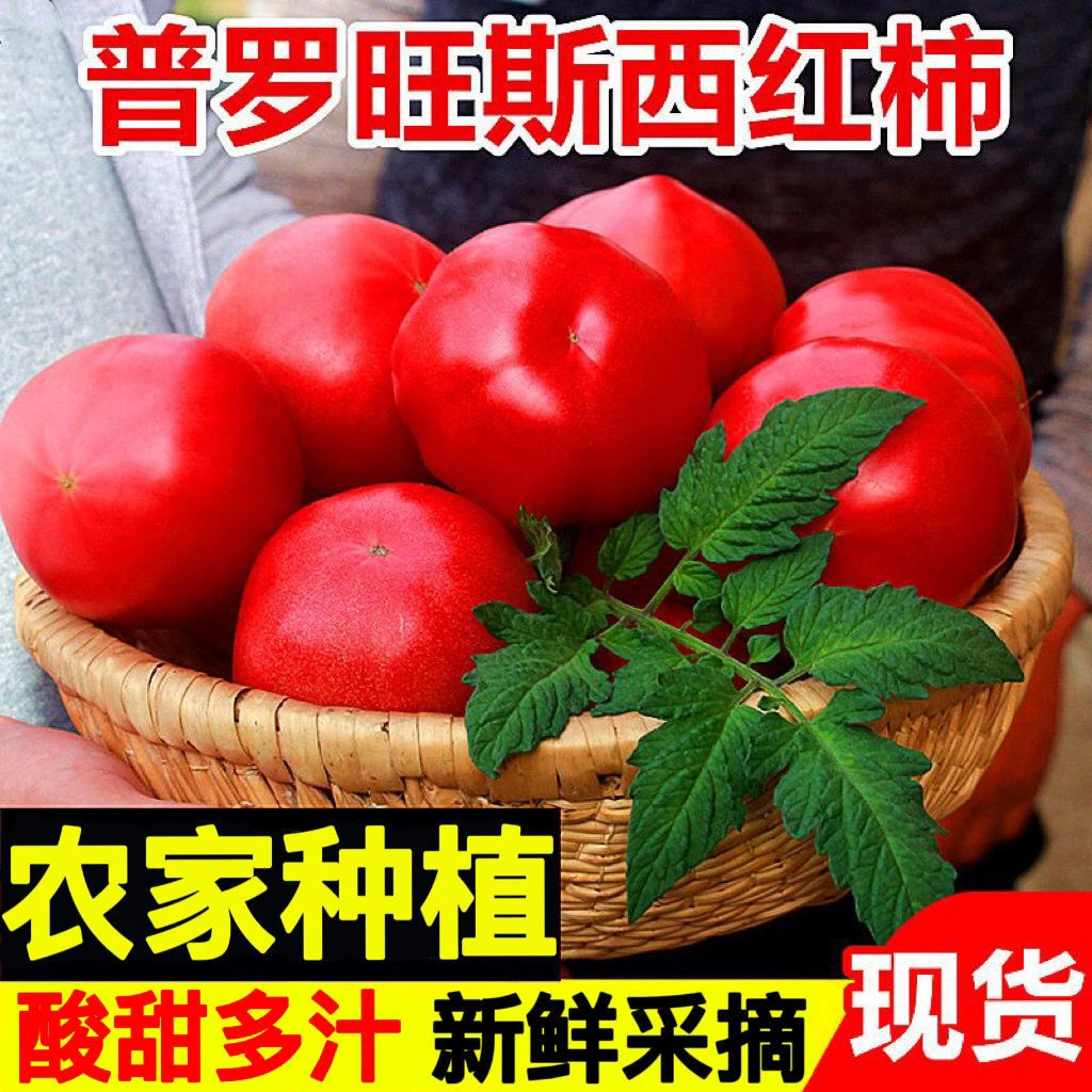 【生鲜冷链】农家妈妈现摘现发3斤新鲜西红柿普罗旺斯酸甜果大番茄