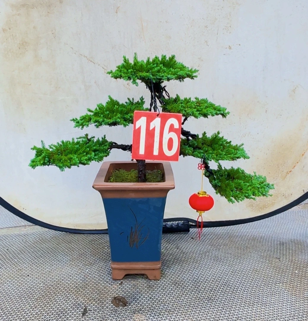 ①珍珠柏罗汉松老桩造型绿植室内园林艺术