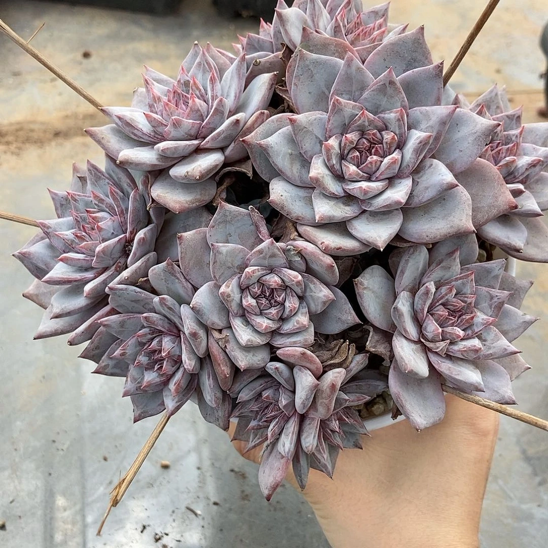 1-104粉蓝鸟一物一拍