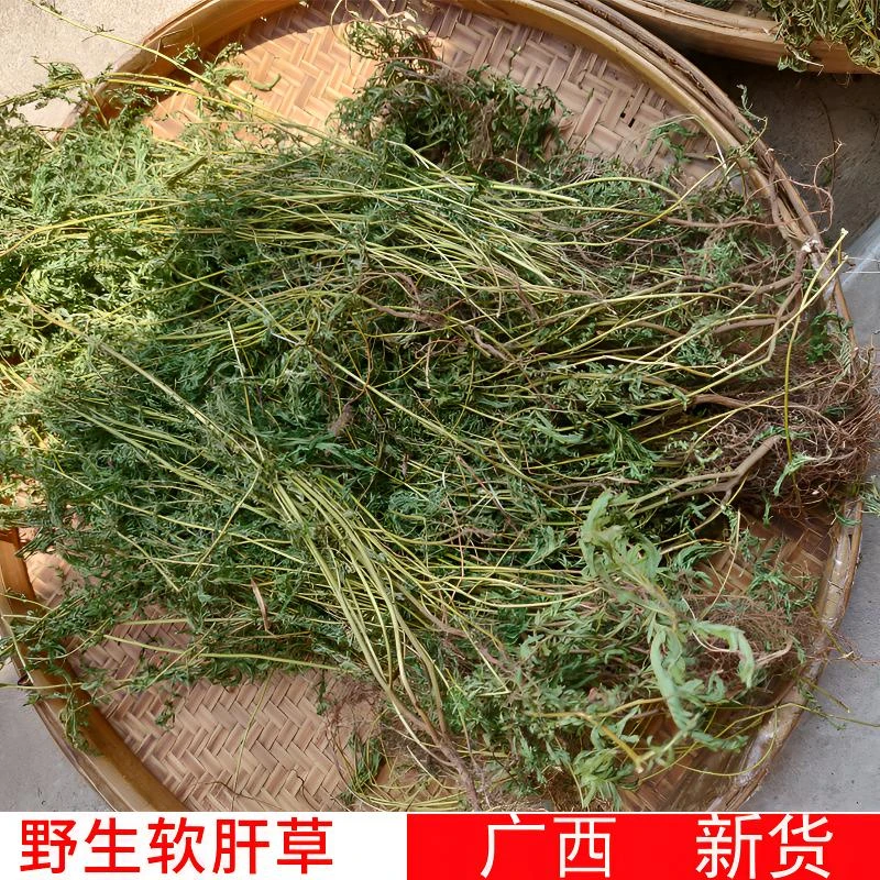野生软肝草 铁甲草 细密疏 山扁豆 正宗野生 非种植品 广西 新货