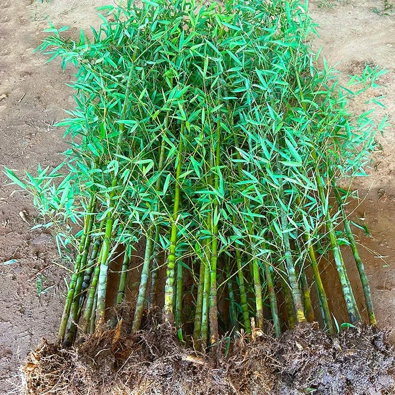 罗汉竹苗庭院景观竹子苗植物阳台盆栽绿植室外四季常青户外观赏竹