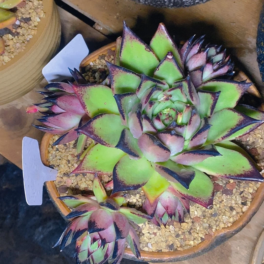 多肉植物黑体原始玛丽亚