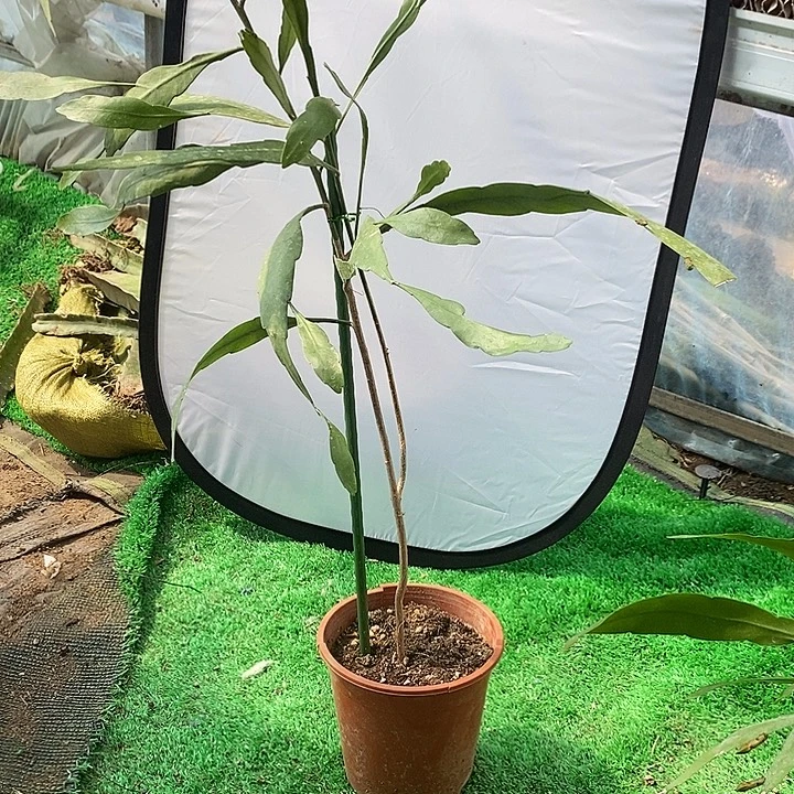 L****完全开放我想问下