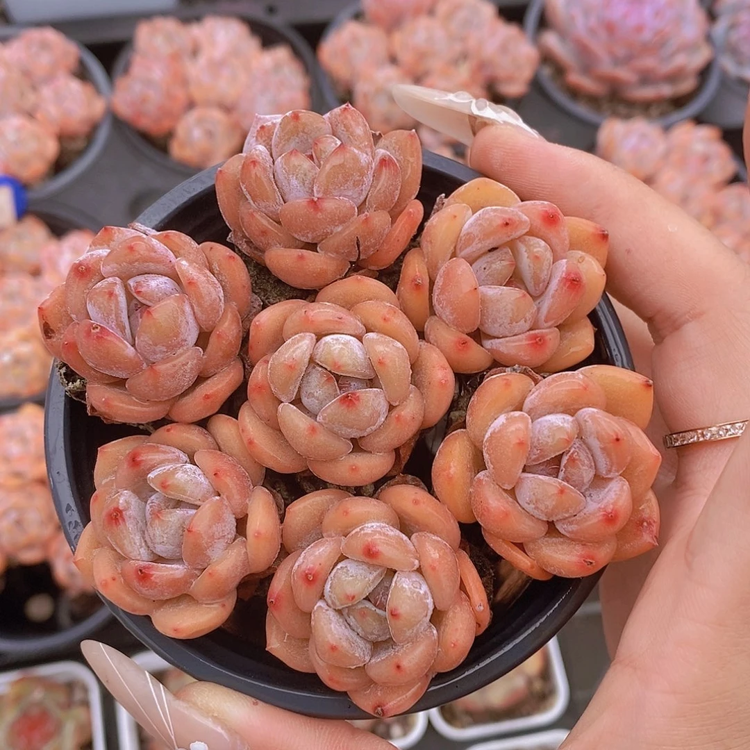 量拍71号-迷你小橙子单头福利7颗拼盘