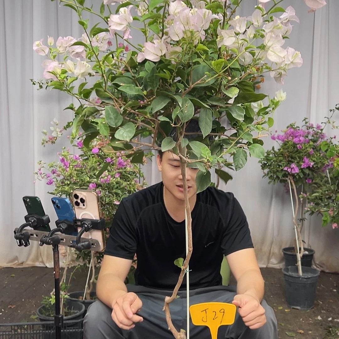 像***由当前无花栽培后可以开花J29 丽娜