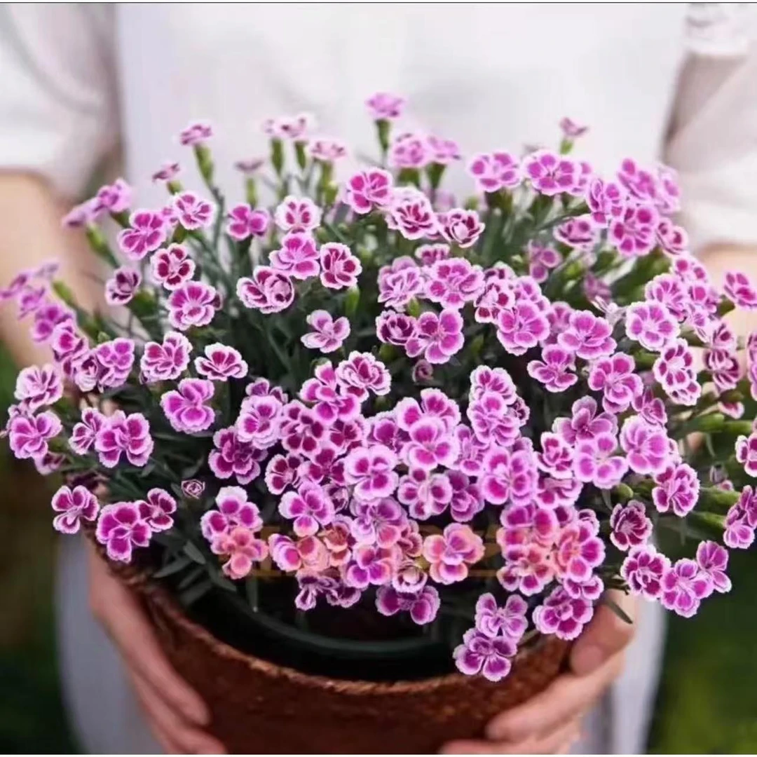 【紫色婚礼石竹】 110盆（4盆包邮）庭院花境地栽植物开花多年生宿根