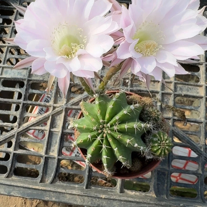 242彩草根掰花脱土发货伤斑，20包邮