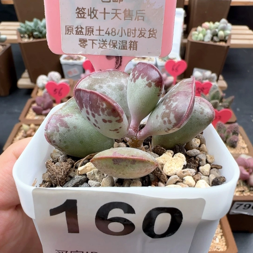 160爱心多肉植物