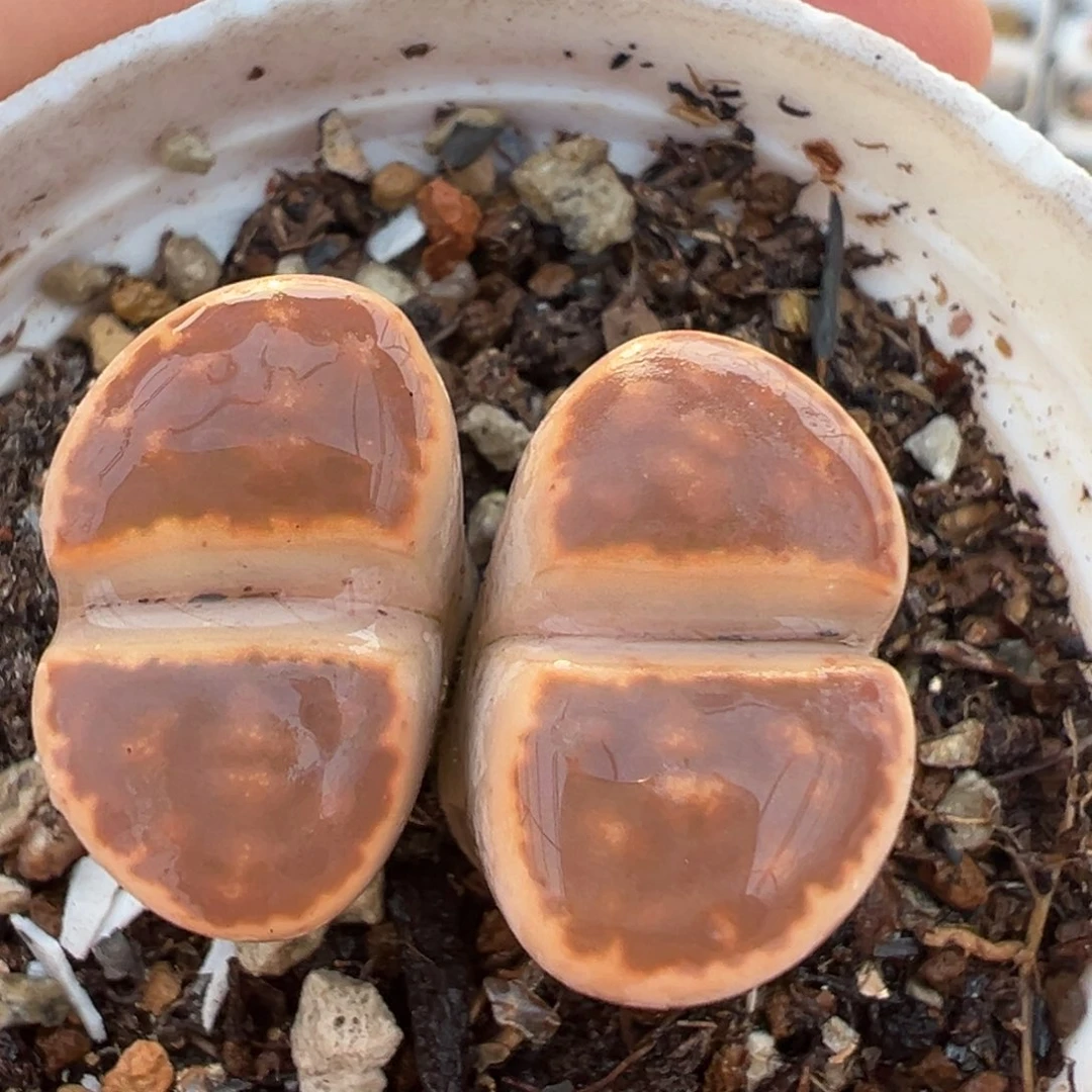 橙朱玄多肉百科394