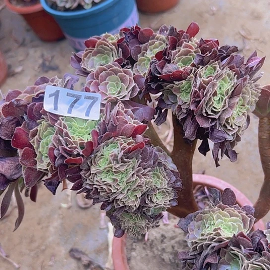 ๐***❛多肉植物一个法师
