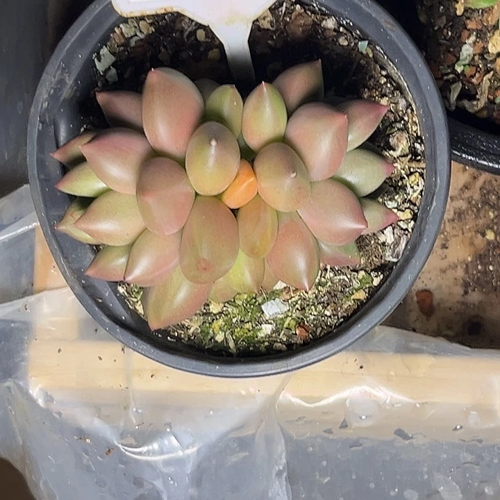 多肉植物米其林629