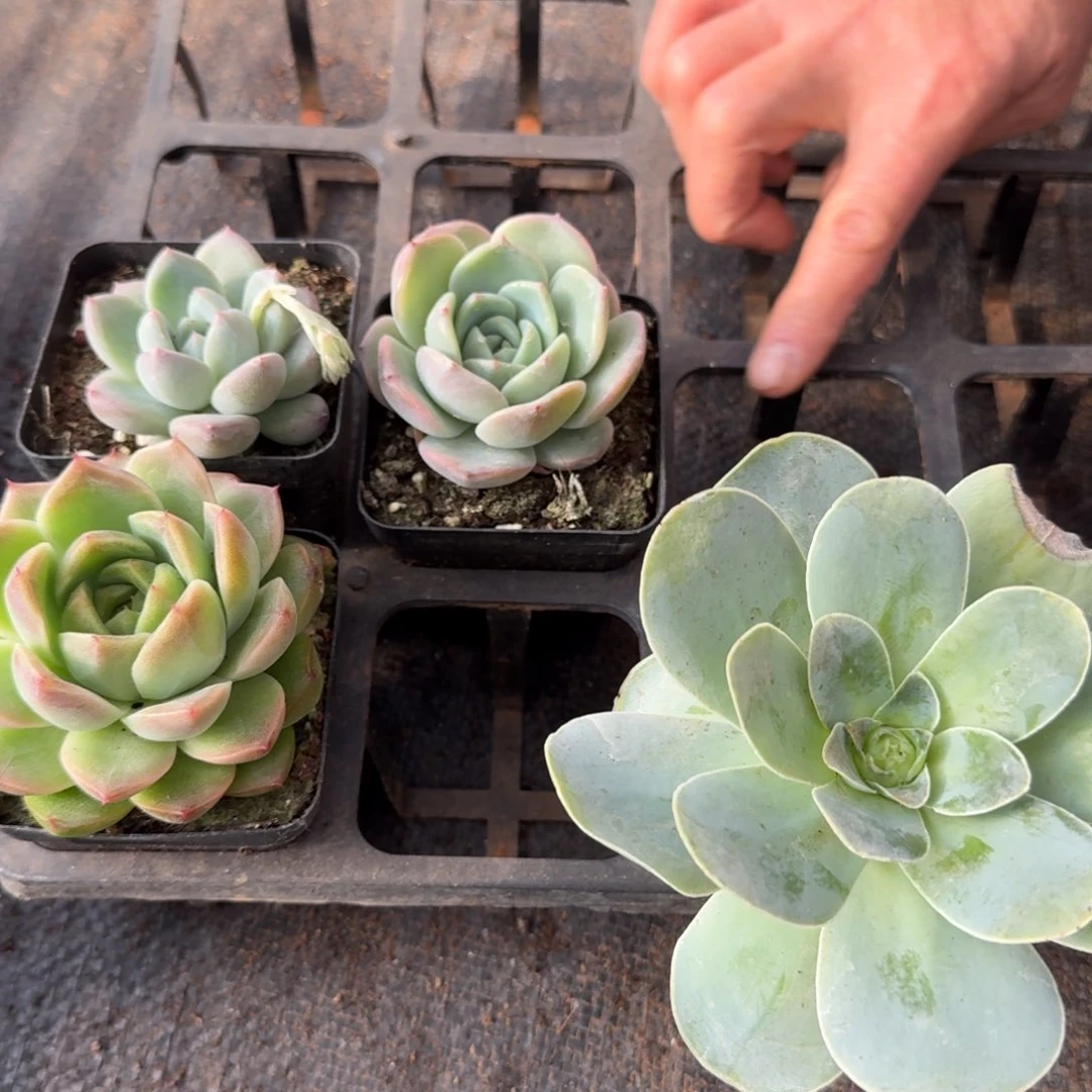 12-20四颗量拍脱土发货