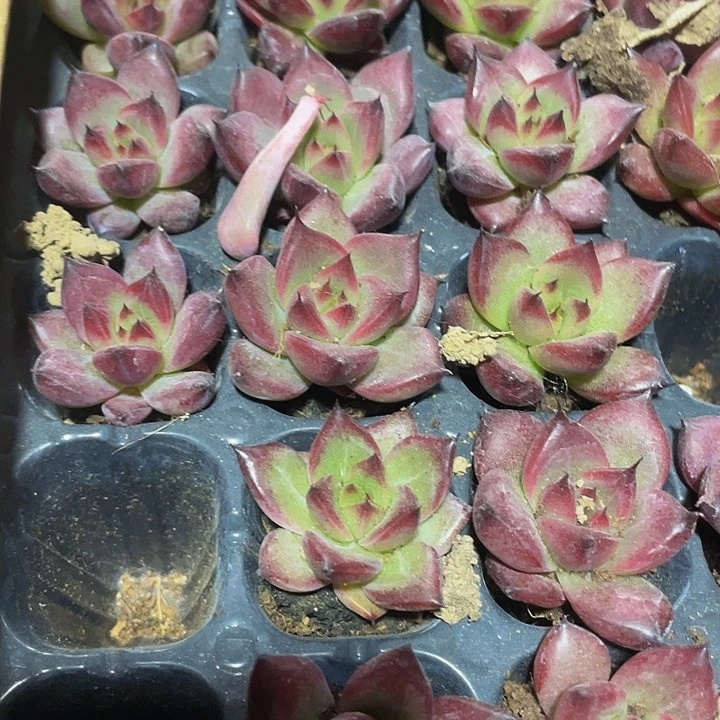 小罗宾一元一颗..