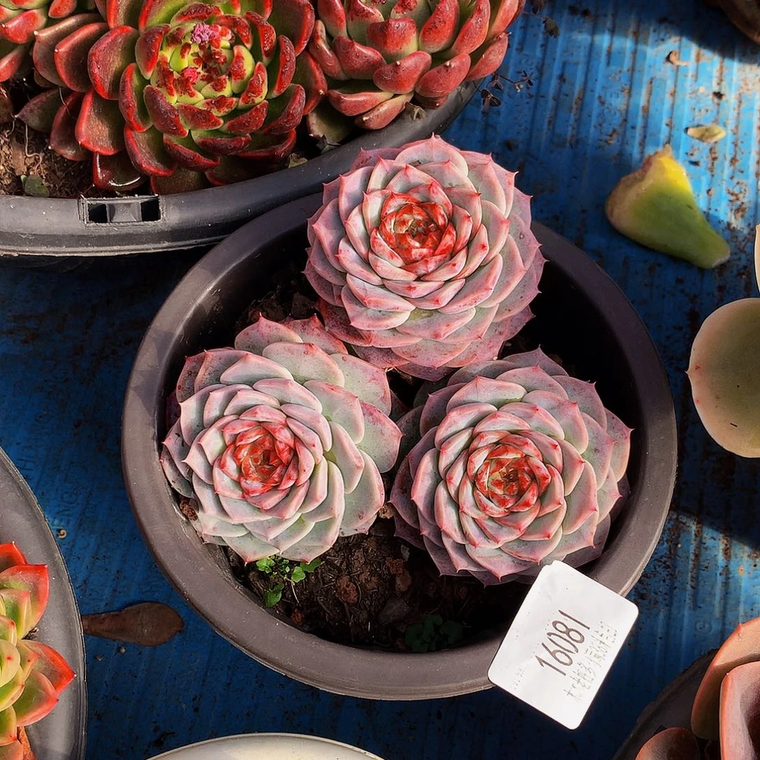 小***妹     天鹅绒多肉16081