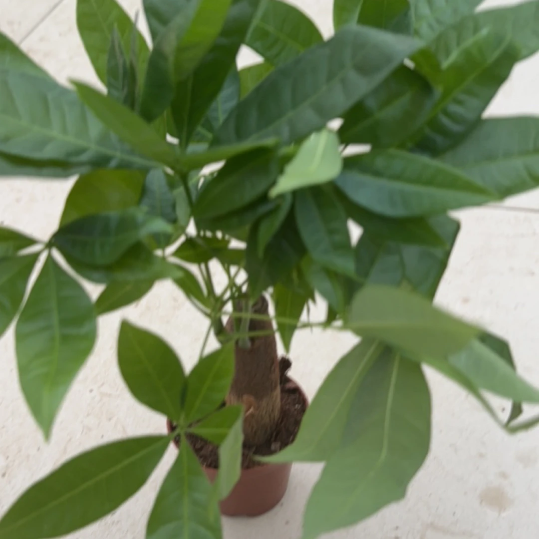 80独杆发财树四季植物，