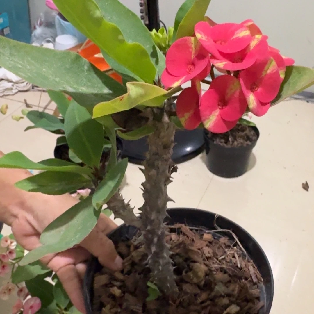 完全开放大花虎刺梅火烈鸟