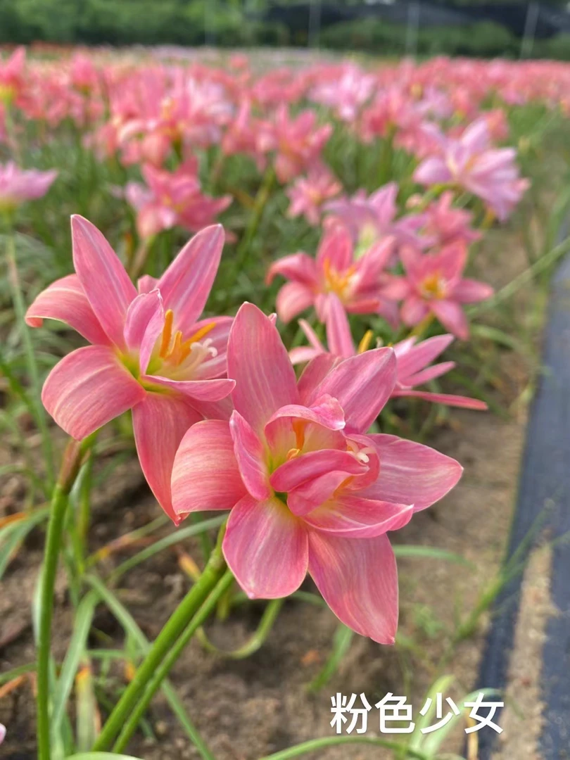 重瓣风雨兰 粉红少女 超级勤花爱长侧 一坨二十个左右