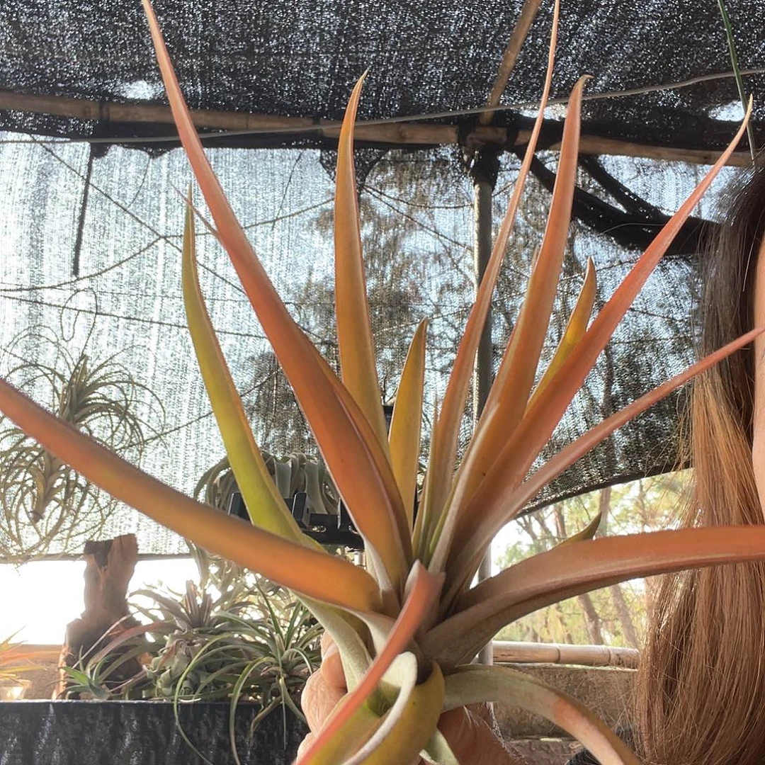 卡比银玫瑰空气凤梨