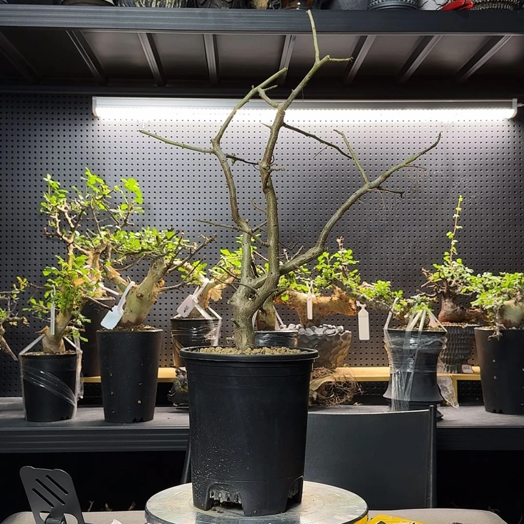 黄金橄榄实生带盆