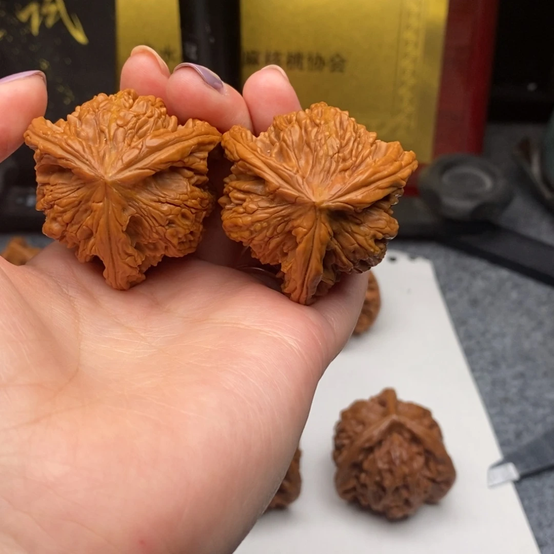 二**六白狮子111111111