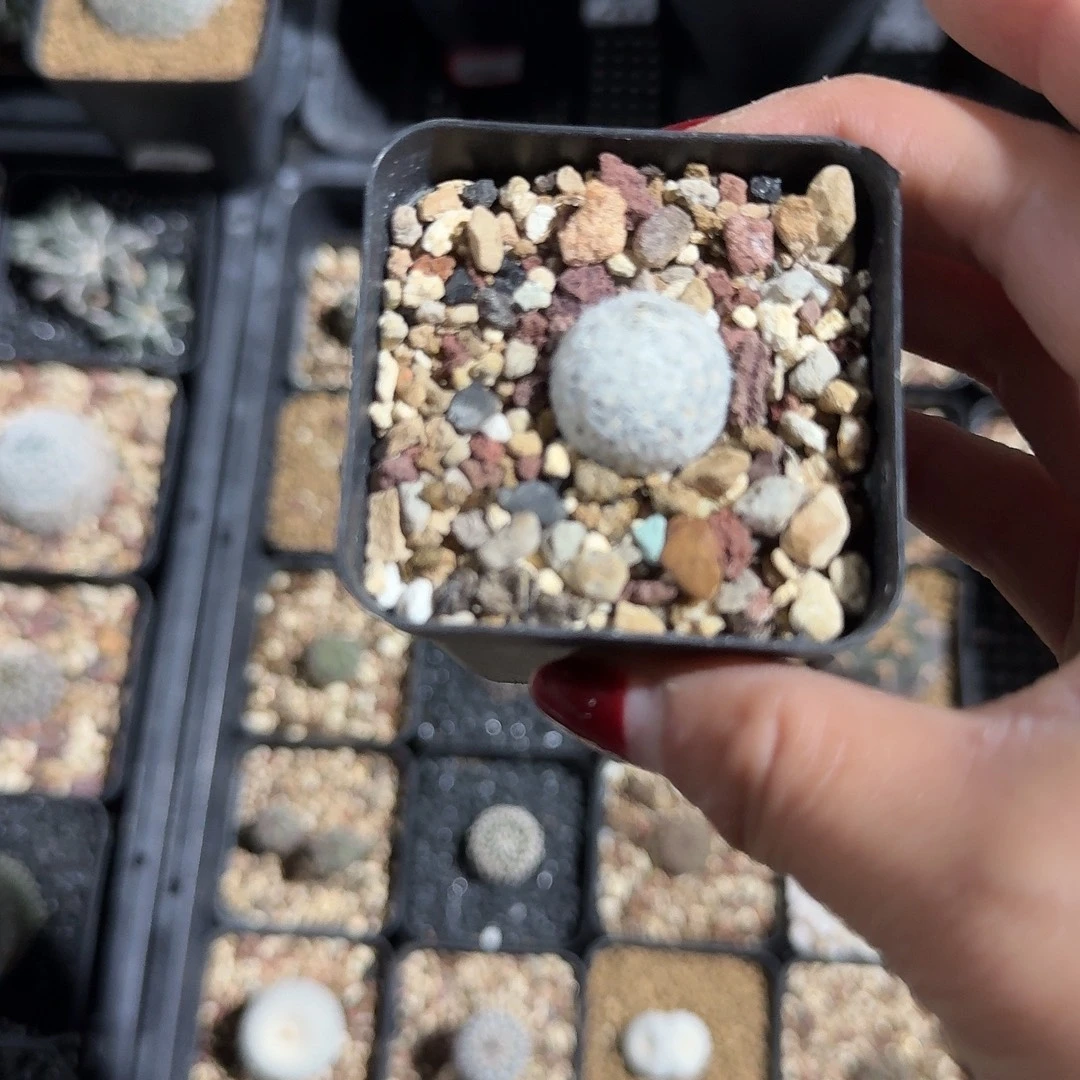 降***澪实生羽姬玉带盆发货