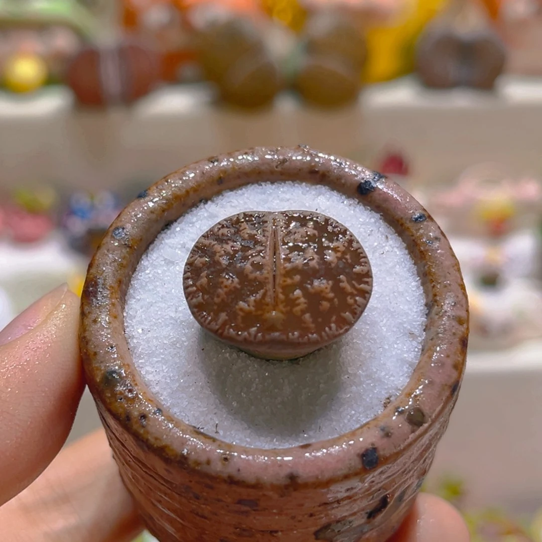 036黑变天2.1厘米带盆带土手工盆