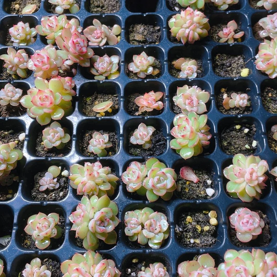 玉笛穴一个满25包邮