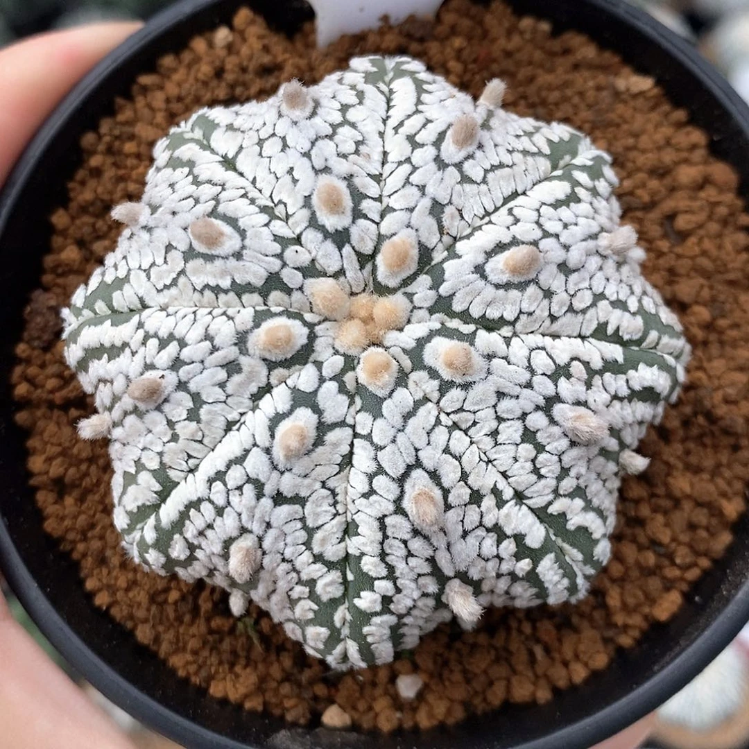 321海星兜系列产品