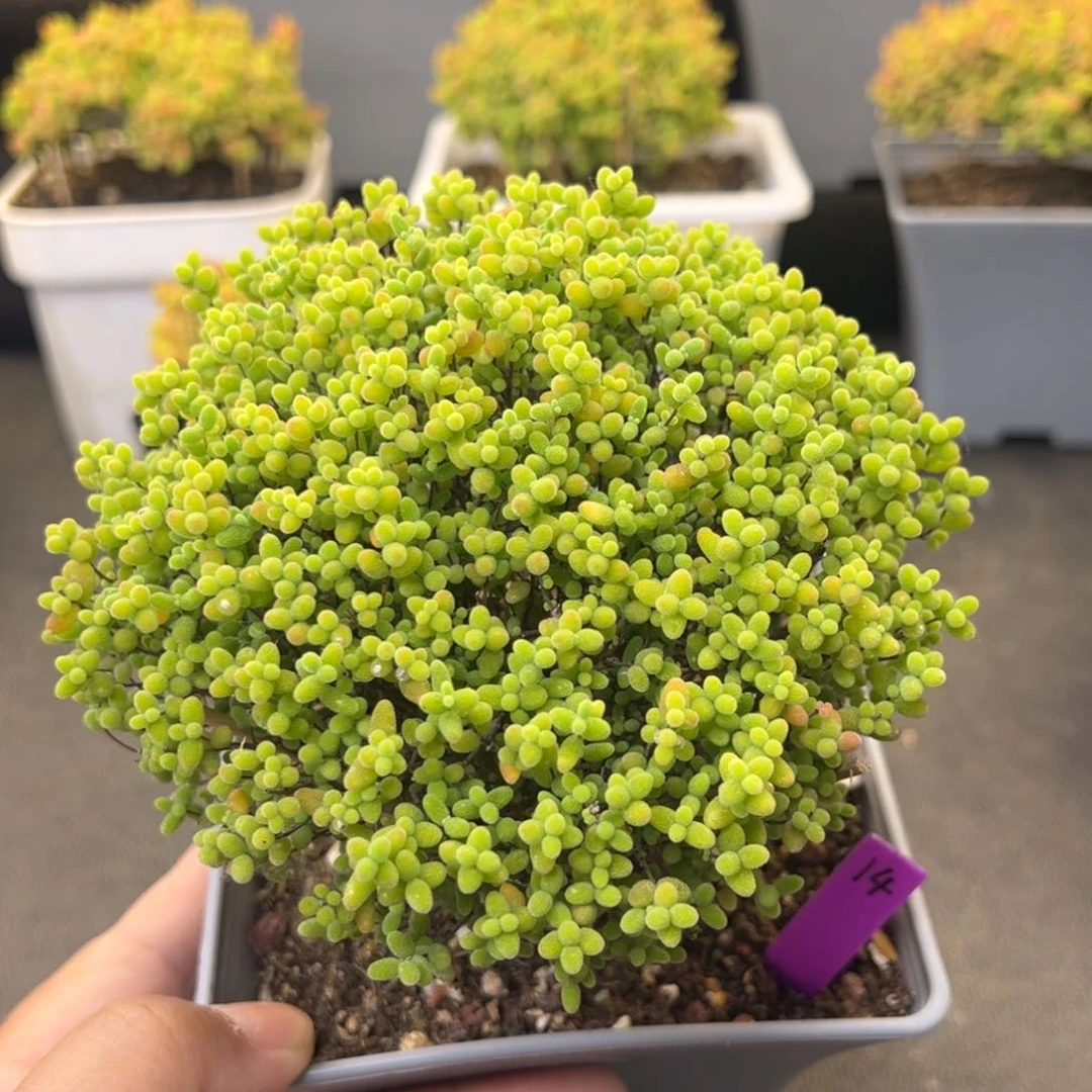 14号12cm盆蜜橘糖球