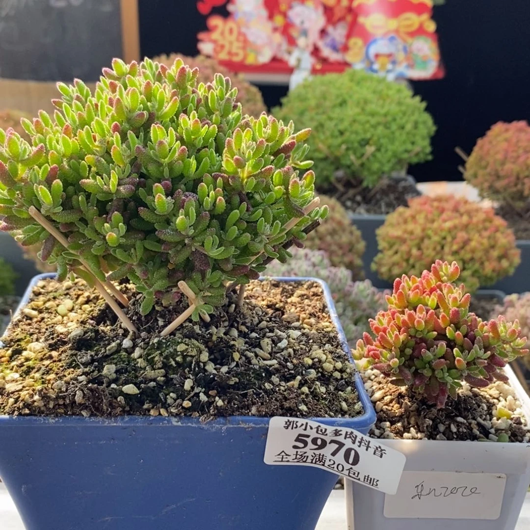 乐**飞新品组合5970枝干番杏