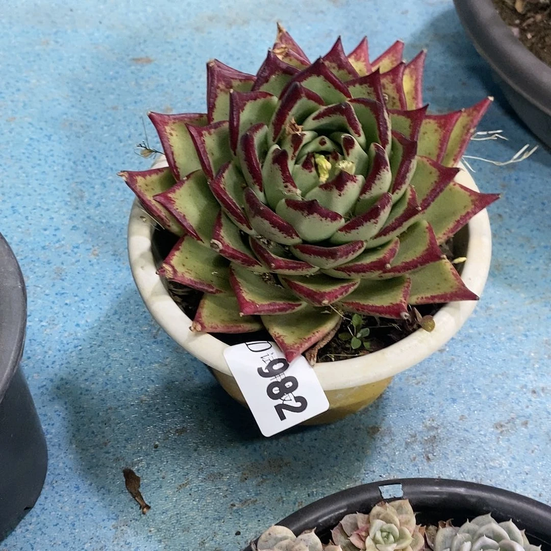 仰****空982乌木多肉植物