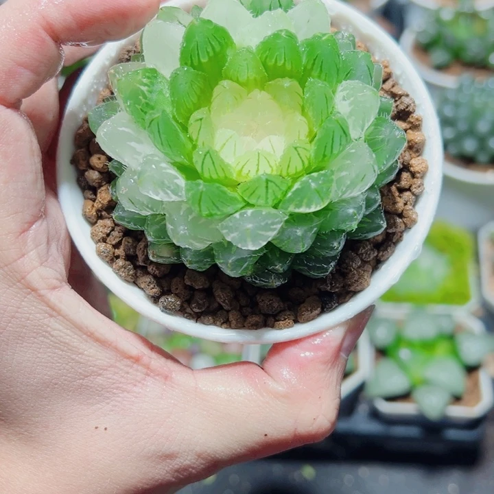 翠云玉露锦多肉植物