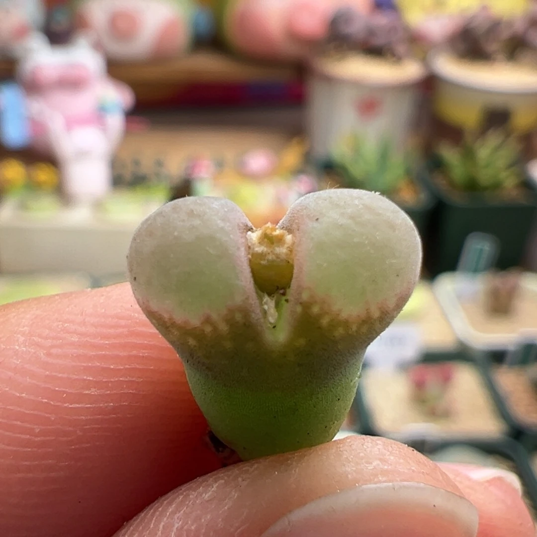 770。青蛙春见风铃小母本