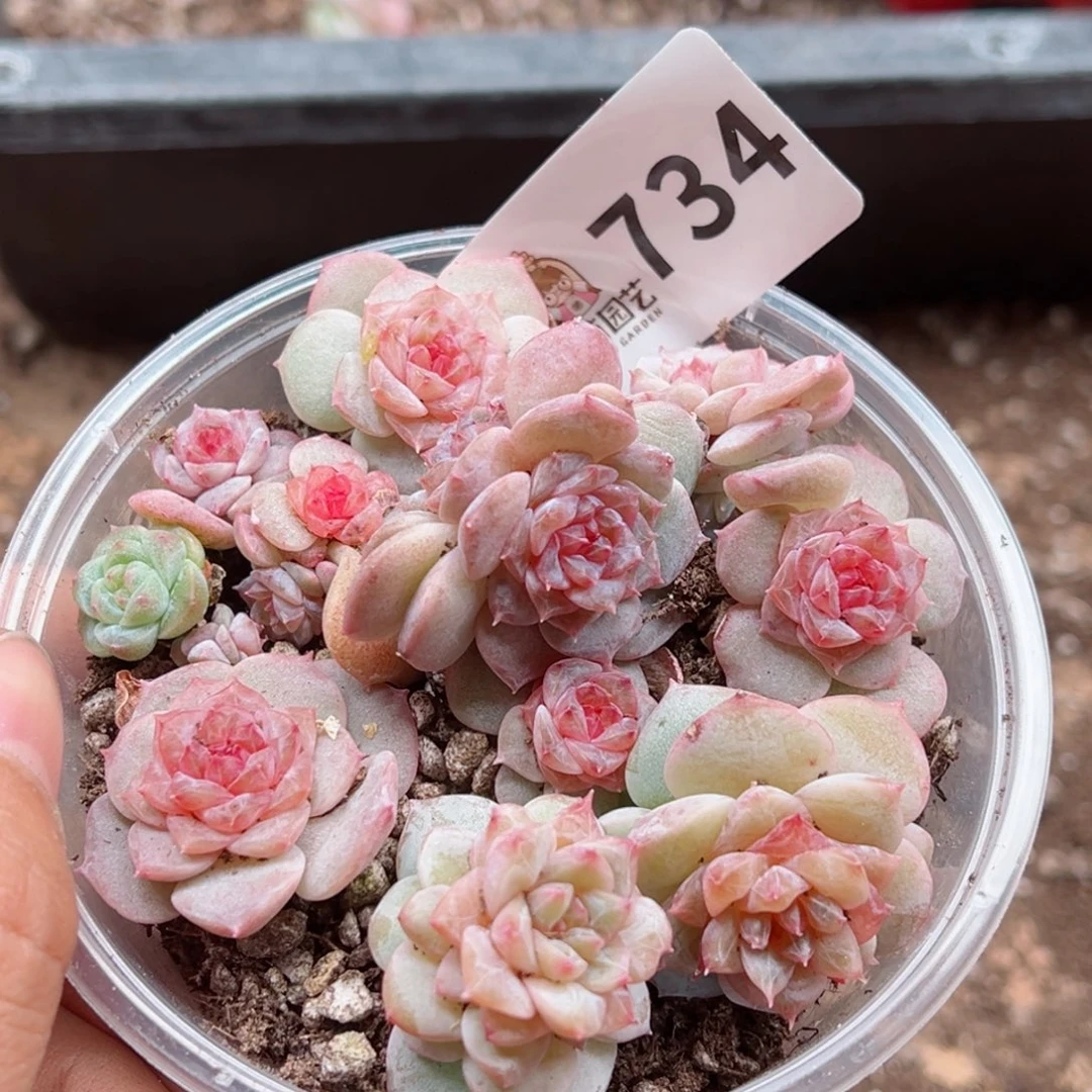 糖***喵多肉植物多肉植物