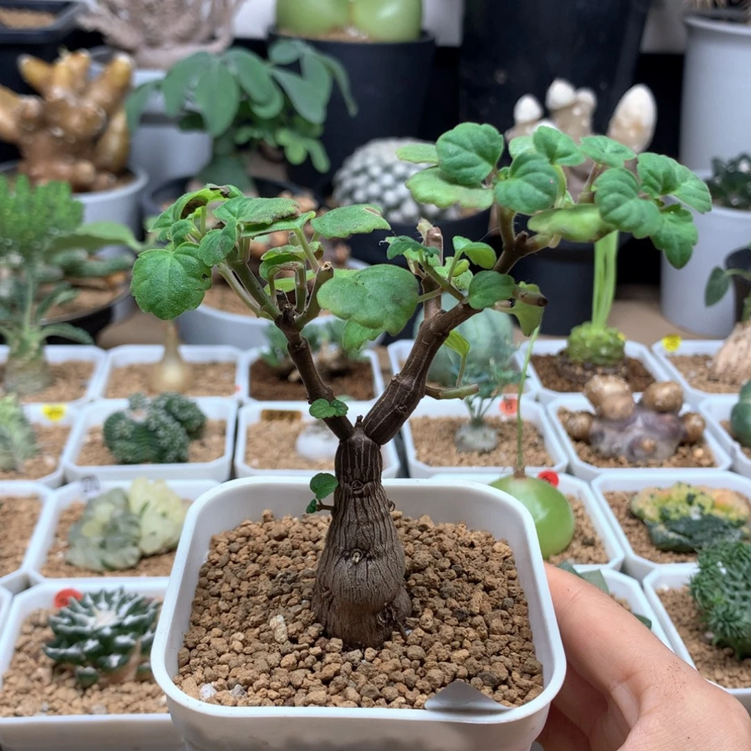 噢***泡花盆一个黑。。。。。。