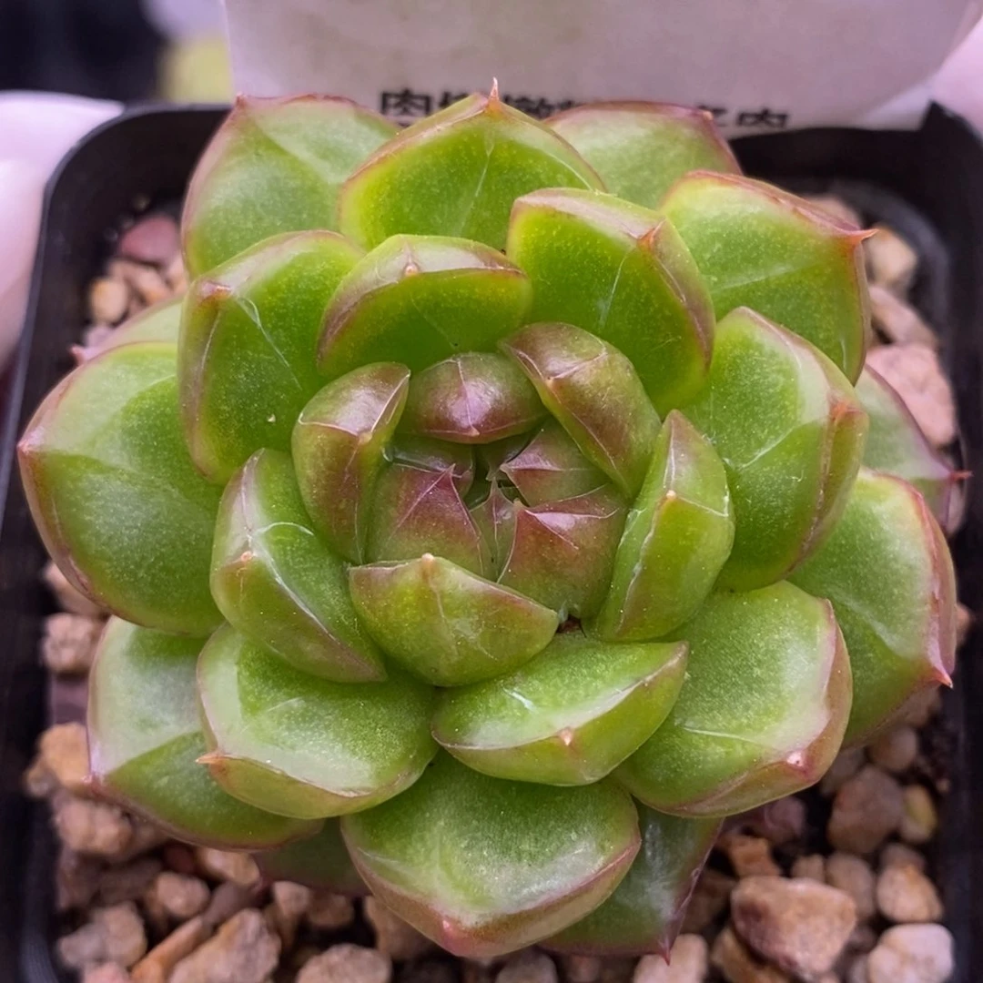 【闪购商品】13-02糖果