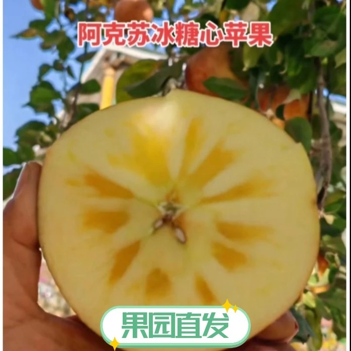 新疆阿克苏红旗坡冰糖心苹果脆甜多汁核心产区果园直发（西藏不发）