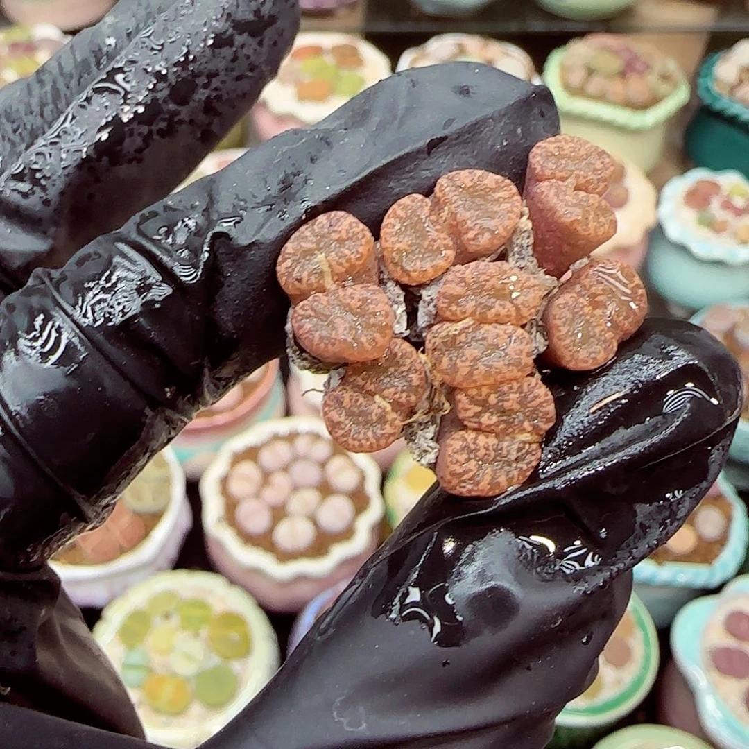 生石花满18包邮1227-99