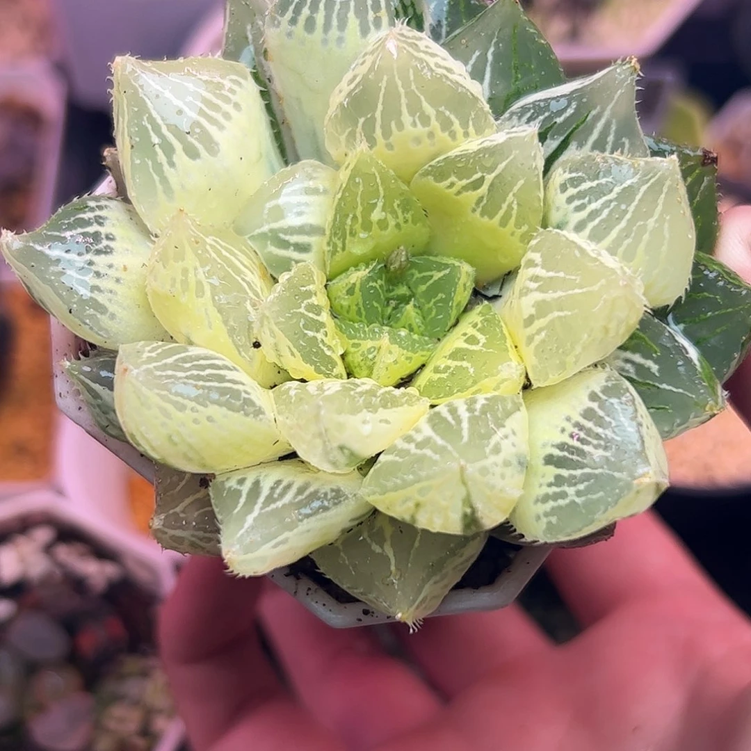 糊斑宝莲灯锦母本