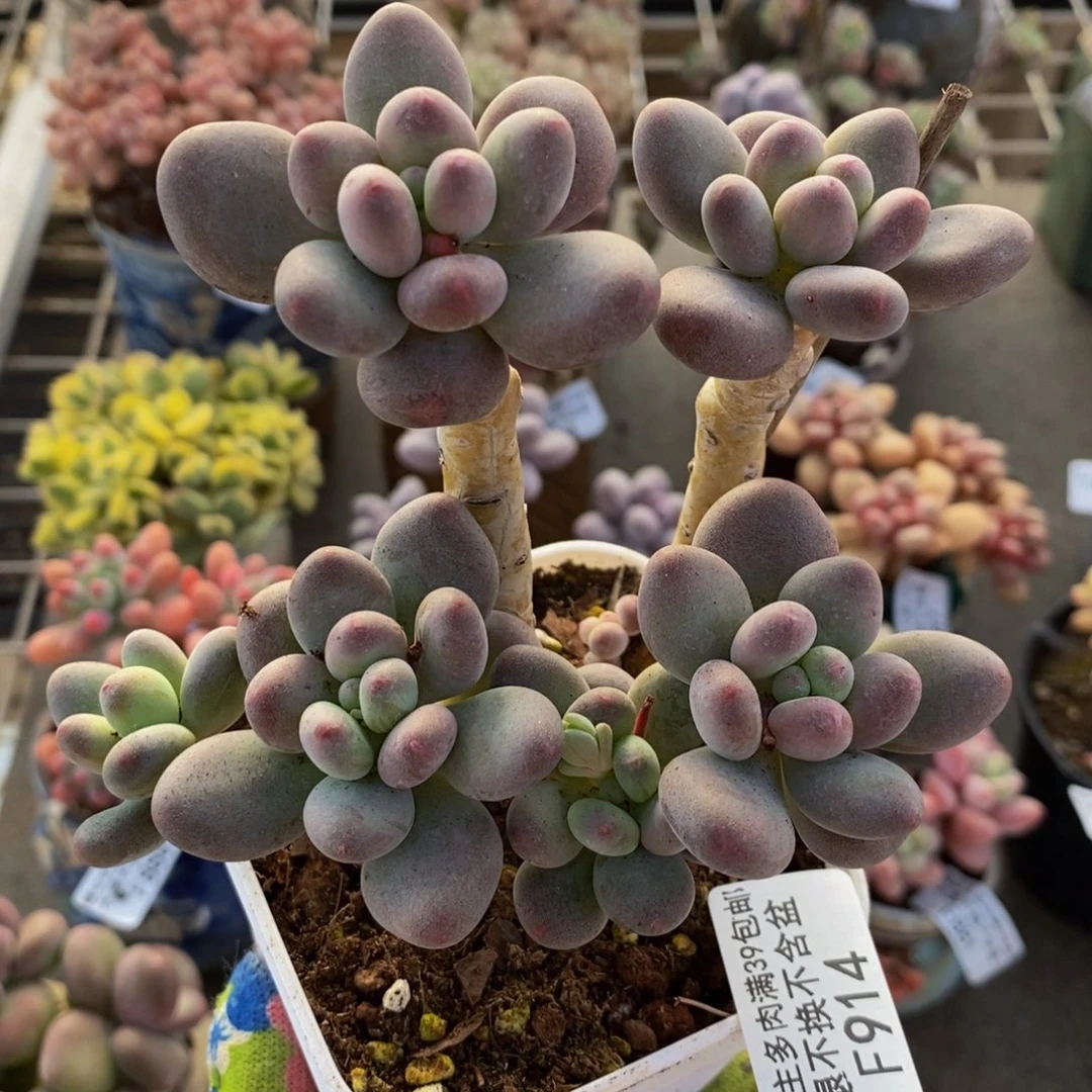 苹果奶914/10cm多肉