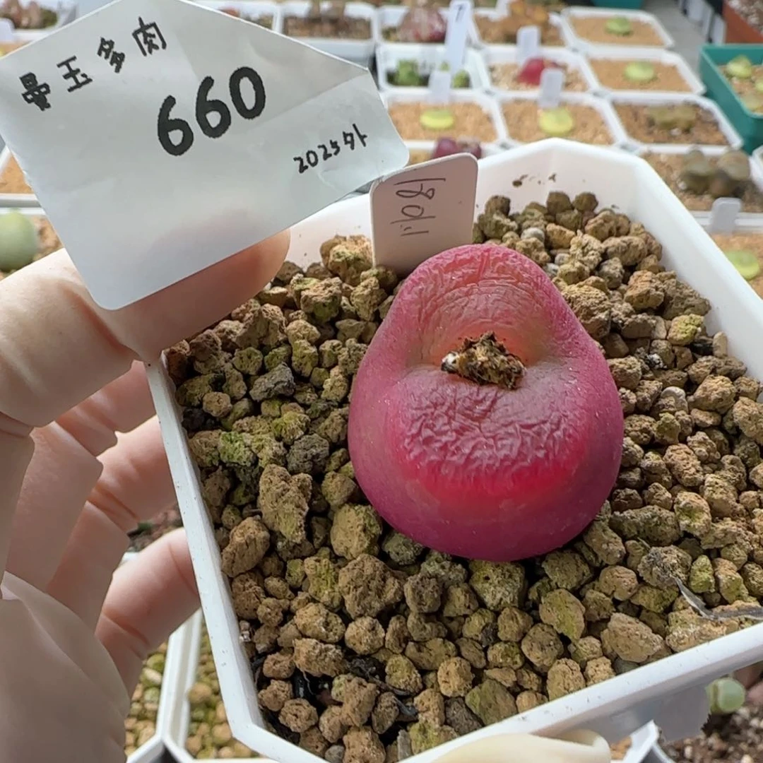 多肉多肉多肉2025-660