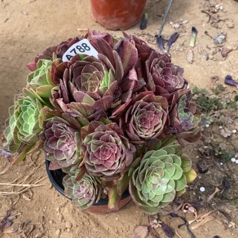 花月夜捧花一物一拍