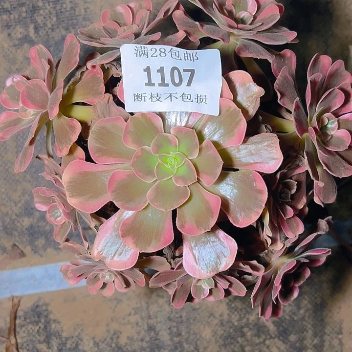 1107爱神多肉植物保护