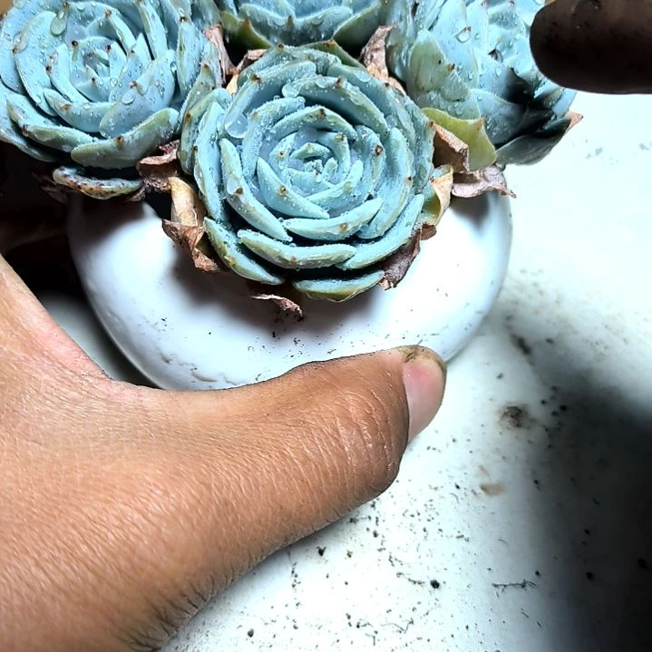 满6元包邮，蓝鸟四颗老苗包子