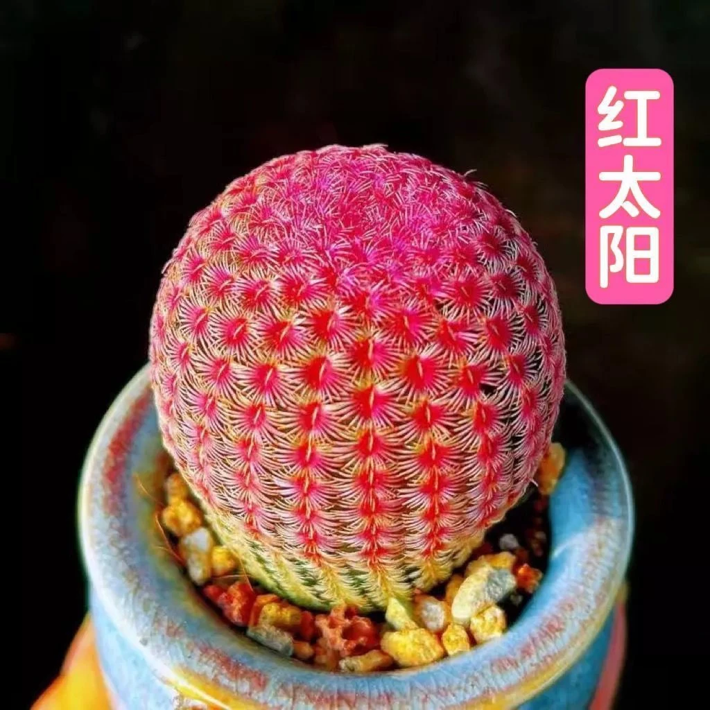 热销桌面盆栽紫红太阳四季开花仙人掌多肉植物阳台养实生室内