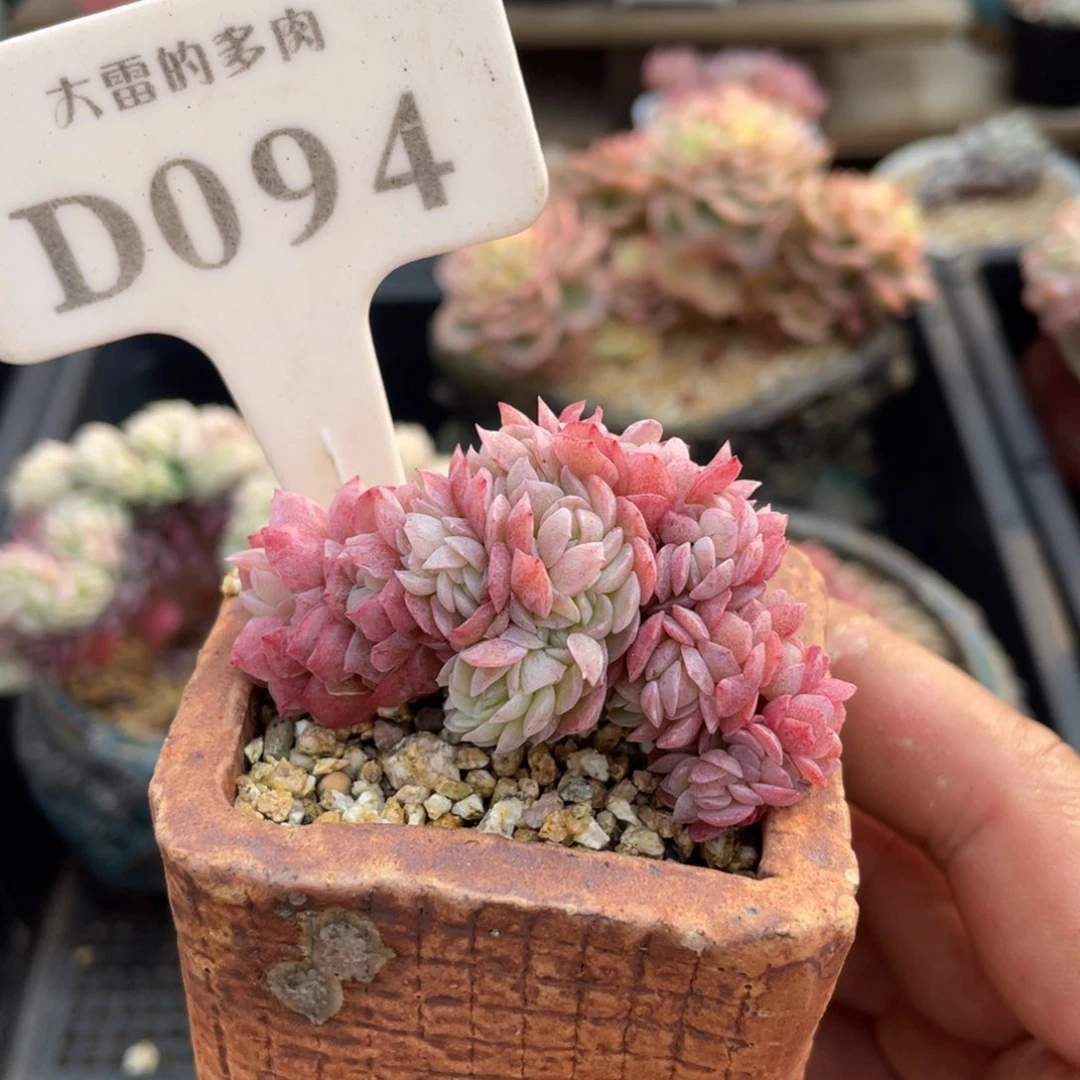 一**毛094贝瑞缀不带盆6厘米