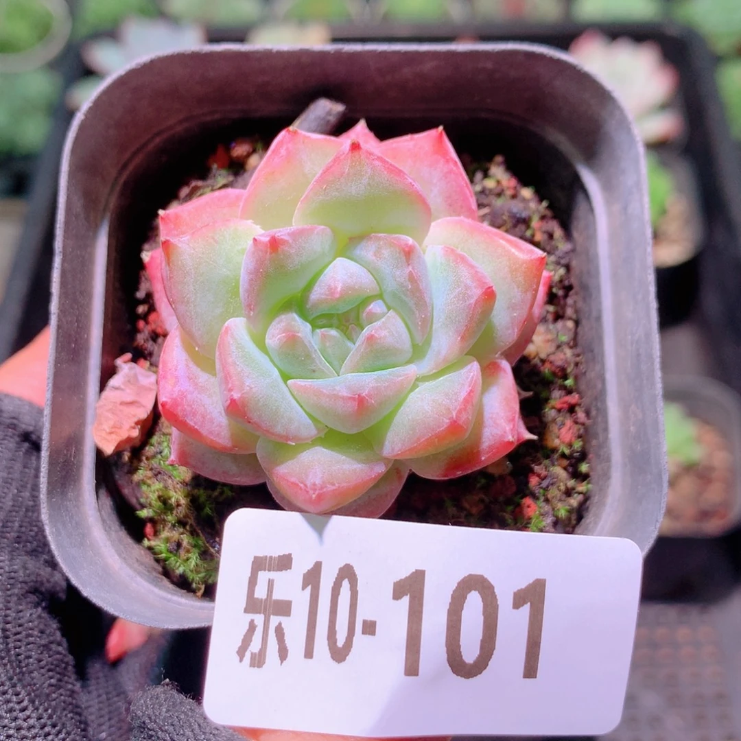 乐然10-101 粉钻单头